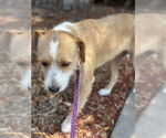 Small #3 Mutt