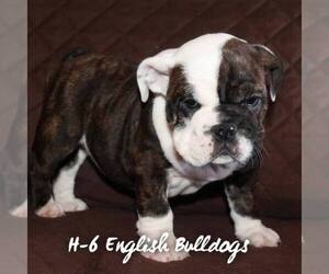 English Bulldog Puppy for sale in BOOKER, TX, USA