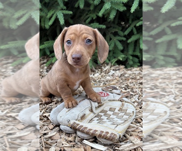 Medium Photo #1 Dachshund Puppy For Sale in MIDDLEBURY, IN, USA