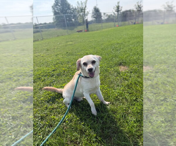 Medium Photo #4 Chihuahua-Unknown Mix Puppy For Sale in Pierceton , IN, USA