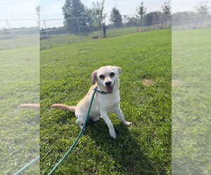 Queso - Male Chihuahua-Unknown Mix Dog for Adoption - Photo #4