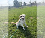 Small #3 Chihuahua Mix