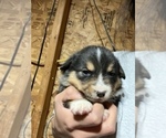 Puppy 3 Australian Shepherd-Pembroke Welsh Corgi Mix
