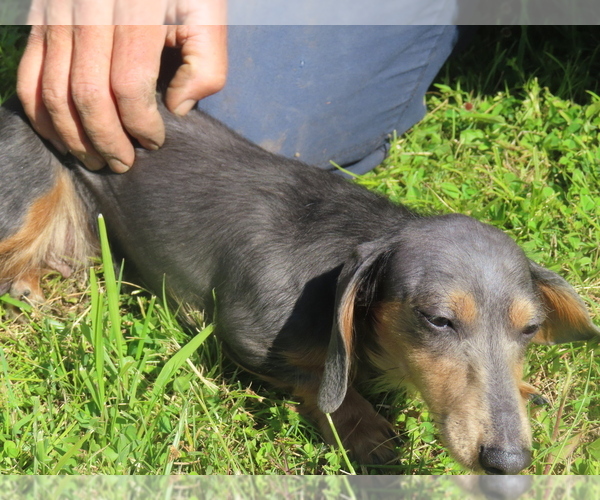 Medium Photo #1 Dachshund Puppy For Sale in BUCKLIN, MO, USA