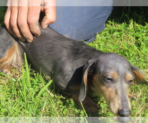 Mother of the Dachshund puppies born on 03/14/2026