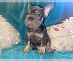 Small #3 French Bulldog