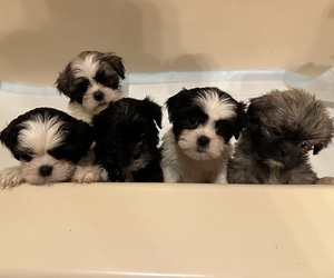 Shih Tzu Puppy for sale in SHELDON, VT, USA