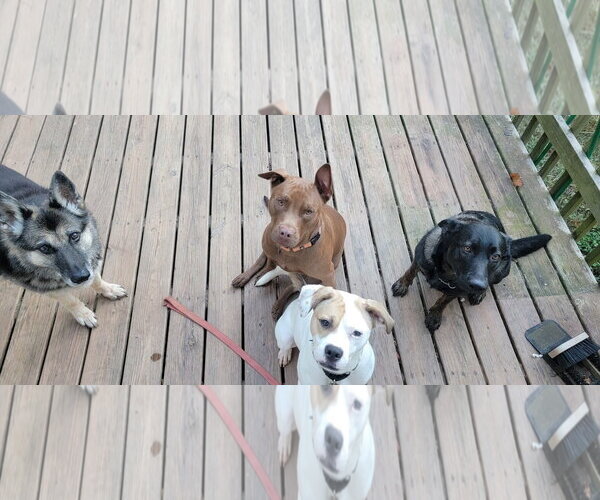 Medium Photo #11 American Staffordshire Terrier-Boxer Mix Puppy For Sale in Arlington, VA, USA