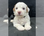 Small Photo #5 Cavapoo Puppy For Sale in BULLARD, TX, USA