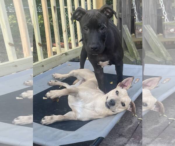 Medium Photo #18 Labrador Retriever-Unknown Mix Puppy For Sale in Mount Laurel, NJ, USA