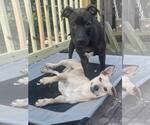 Small #17 Labrador Retriever Mix