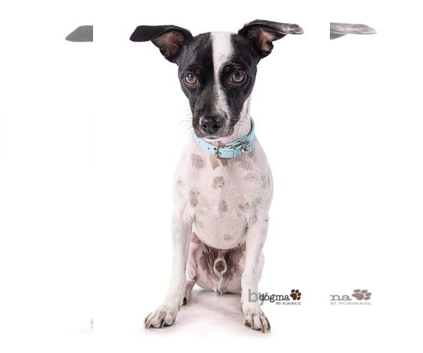 Medium Photo #4 Jack-Rat Terrier Puppy For Sale in Newport Beach, CA, USA
