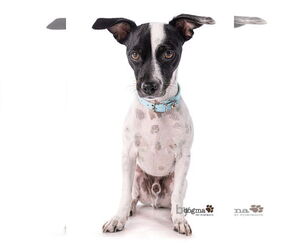 Little Boy *courtesy post - Male Jack-Rat Terrier Dog for Adoption - Photo #4