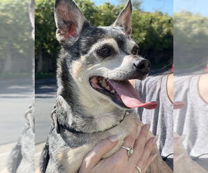 Chihuahua-Unknown Mix Dogs for adoption in Corona, CA, USA