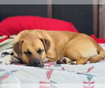 Small #5 Australian Shepherd-Black Mouth Cur Mix