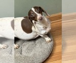Small Photo #1 Dachshund Puppy For Sale in VALLIANT, OK, USA