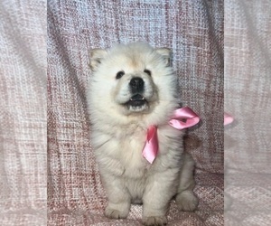 Chow Chow Puppy for sale in BURBANK, CA, USA