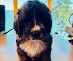 Puppy 1 Saint Berdoodle