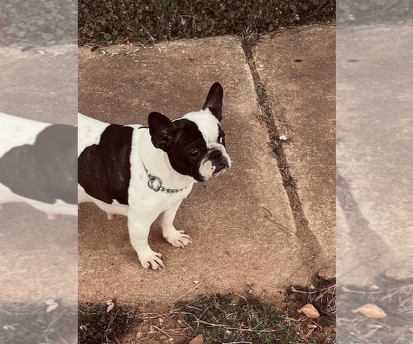 Medium Photo #1 French Bulldog Puppy For Sale in PALMETTO, GA, USA