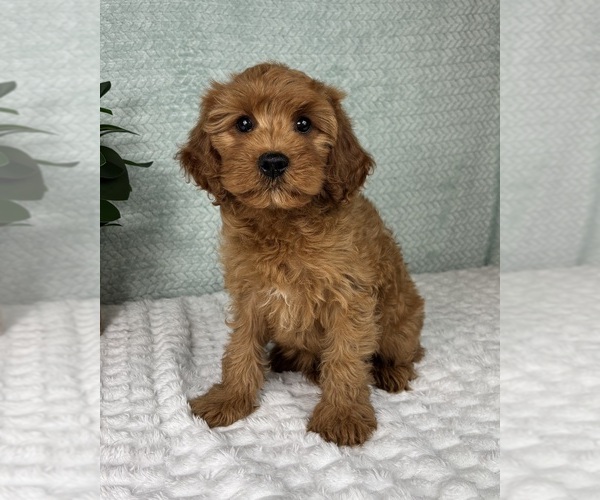 Medium Photo #4 Cavapoo Puppy For Sale in FRANKLIN, IN, USA