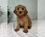 Small #3 Cavapoo