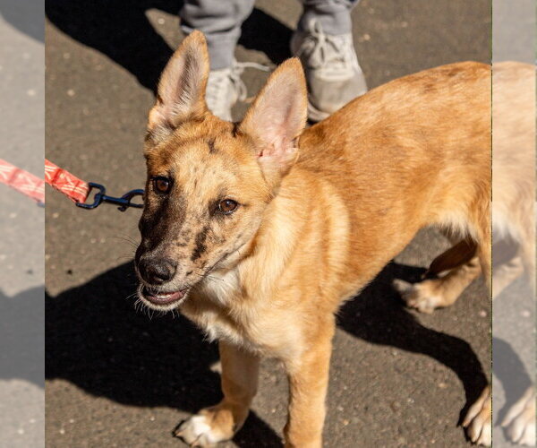 Medium Photo #11 Australian Shepherd-Unknown Mix Puppy For Sale in Canton, CT, USA