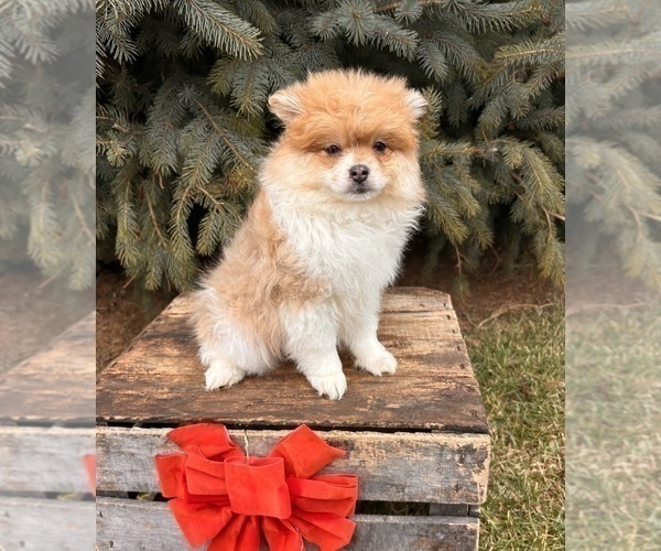 Medium Photo #1 Pomeranian Puppy For Sale in MIDDLEBURY, IN, USA