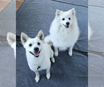 Small #1 American Eskimo Dog-Chow Chow Mix
