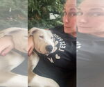 Small #1 Bullypit