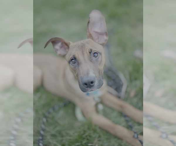 Medium Photo #3 Mutt Puppy For Sale in Springdale, PA, USA