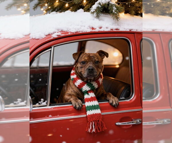Medium Photo #5 American Staffordshire Terrier-Boxer Mix Puppy For Sale in Brewster, NY, USA