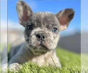 French Bulldog Puppy for sale in NASHVILLE, TN, USA