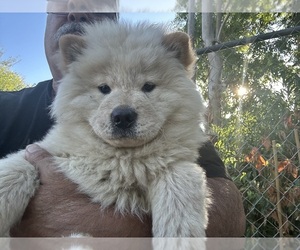 Chow Chow Puppy for sale in FONTANA, CA, USA