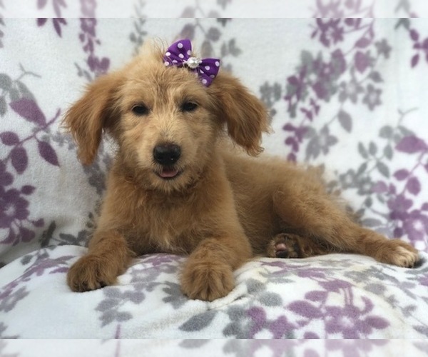 Medium Photo #15 Aussiedoodle Puppy For Sale in LAKELAND, FL, USA