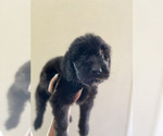 Small #8 Goldendoodle
