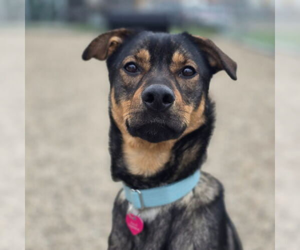 Medium Photo #9 Mutt Puppy For Sale in Fargo, ND, USA