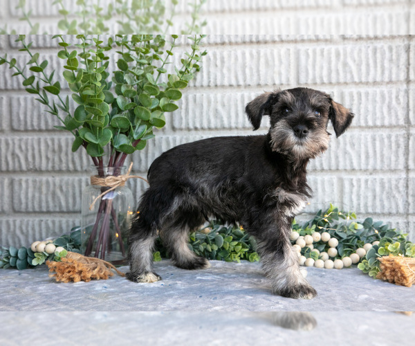 Medium Photo #2 Schnauzer (Miniature) Puppy For Sale in BALTIC, OH, USA