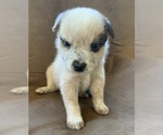 Small Photo #3 Australian Cattle Dog Puppy For Sale in MYRTLE BEACH, SC, USA