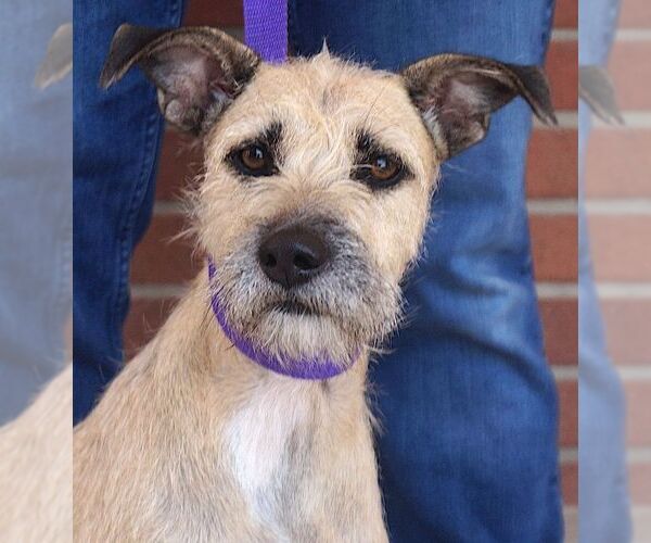 Medium Photo #3 Border Terrier-Unknown Mix Puppy For Sale in Carrollton, TX, USA