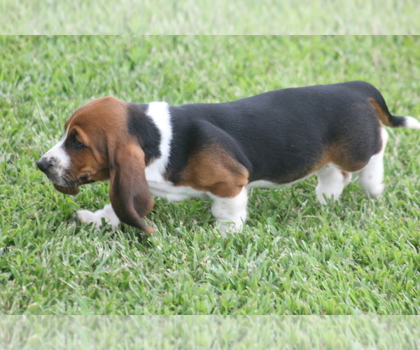Medium Photo #69 Basset Hound Puppy For Sale in MEMPHIS, MO, USA