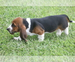 Small Photo #69 Basset Hound Puppy For Sale in MEMPHIS, MO, USA
