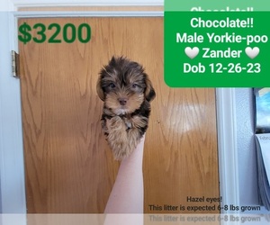 YorkiePoo Puppy for sale in TUCSON, AZ, USA