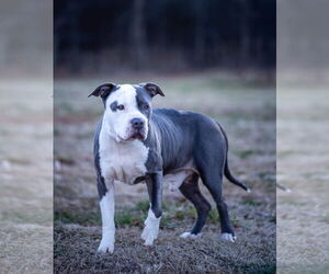 American Pit Bull Terrier-Unknown Mix Dogs for adoption in Rustburg, VA, USA