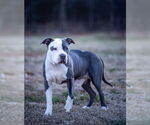 Small American Pit Bull Terrier Mix