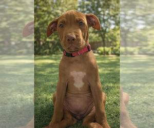 Medium American Pit Bull Terrier