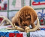 Small Photo #5 Labrador Retriever Puppy For Sale in BUFFALO, NY, USA