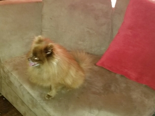 Father of the Pomeranian puppies born on 05/14/2018