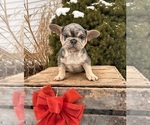 Small #3 French Bulldog