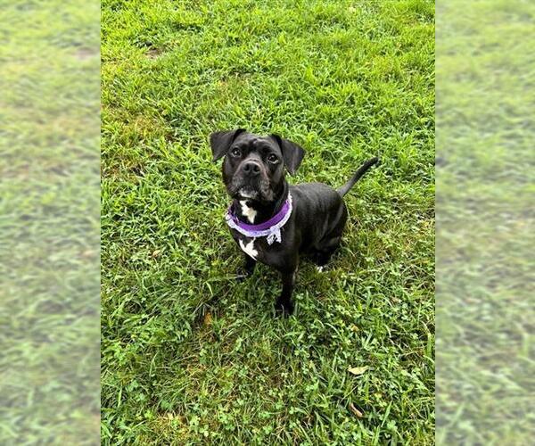 Medium Photo #1 Staffordshire Bull Terrier-Unknown Mix Puppy For Sale in Brewster, MA, USA