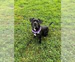Small Staffordshire Bull Terrier Mix